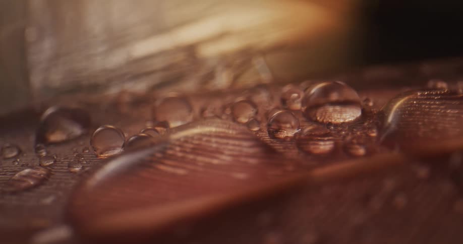 Closeup of bird feather with droplets