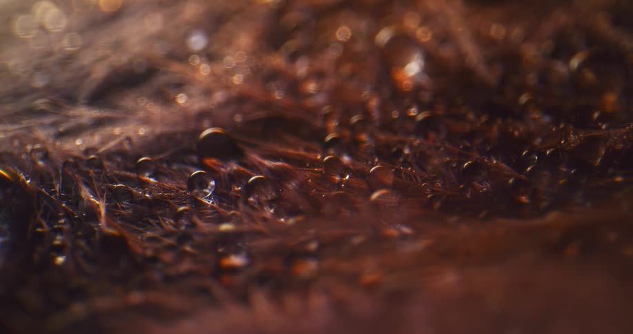 Close up view of the ground with dew drops is displayed