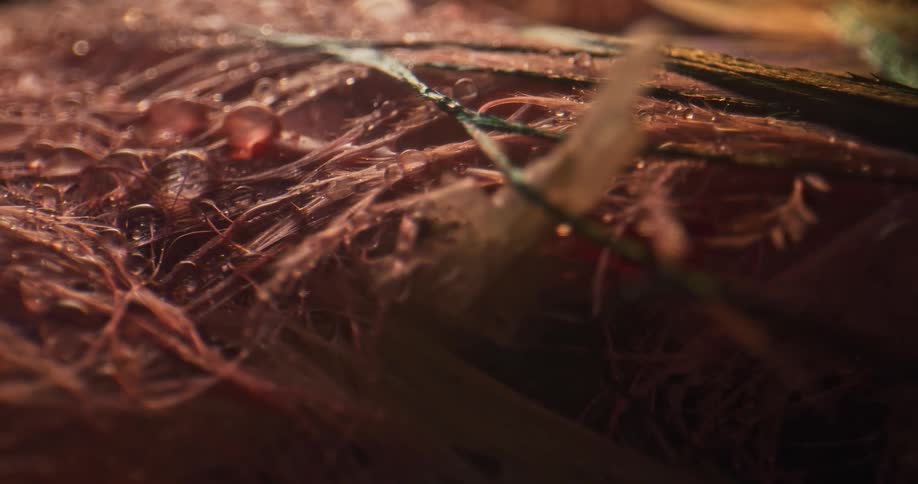 Water beads on surface of tangled rust colored feathers