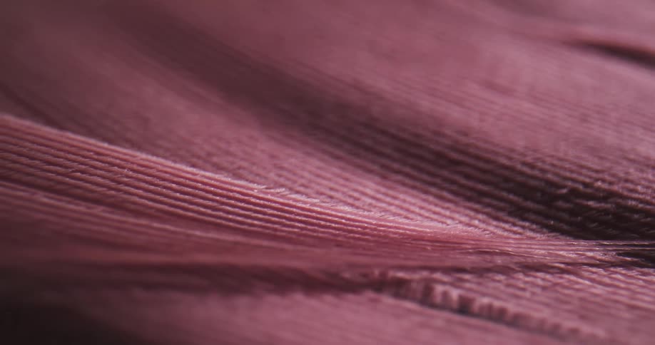 Smooth mauve plumes lie on small pale lavender feathers