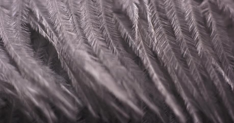 Feathers are moving as they in the wind