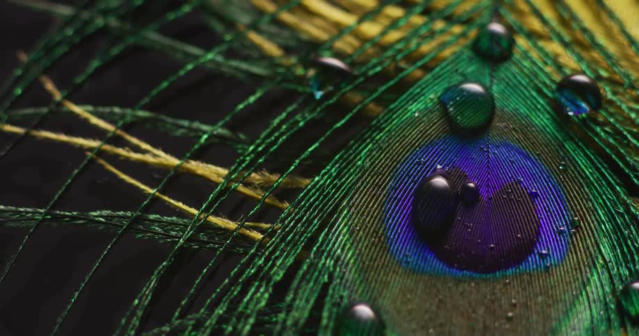Droplets of water on a peacock feather