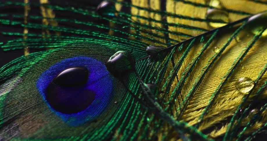 Drops of water are on the colorful feather