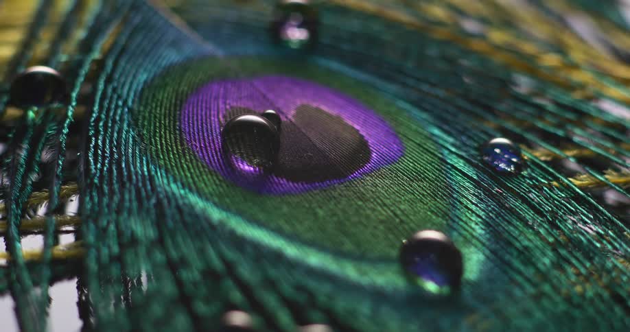 Water drops are on the feather
