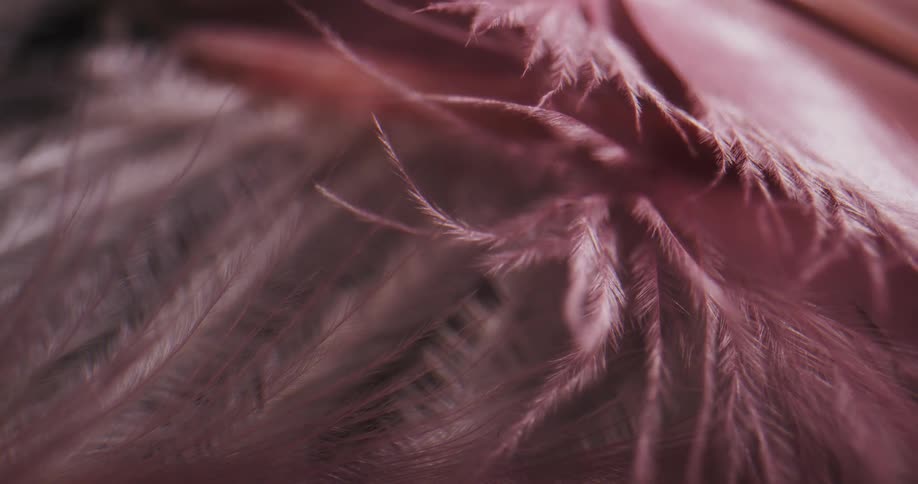 Strands on pink feathers in the wind