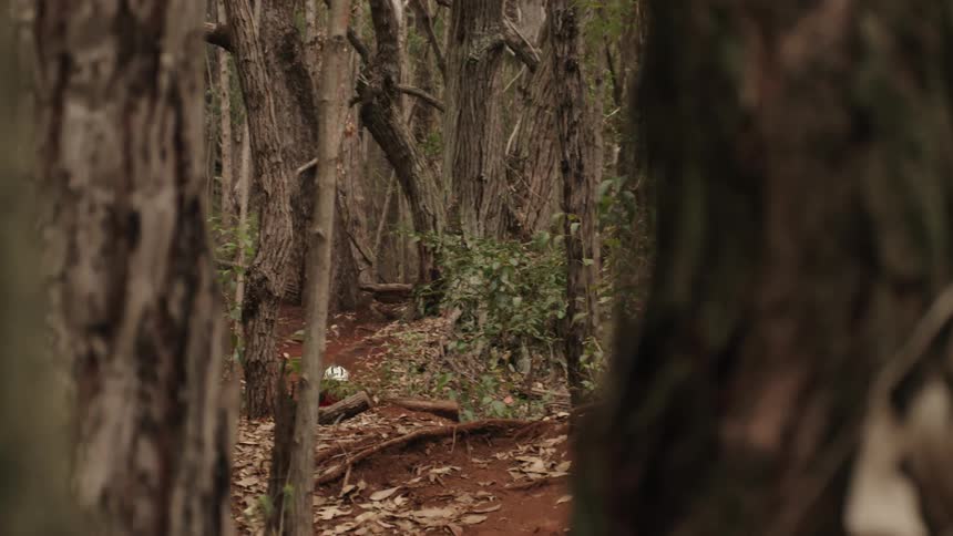 A cyclist flies through the air while riding in the woods