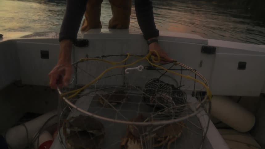A fisherman brings the cage from the water