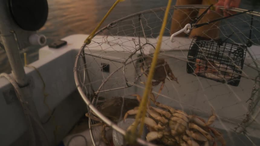 Elderly fisherman recovers a cage filled with crabs from the bottom of a lake at evening