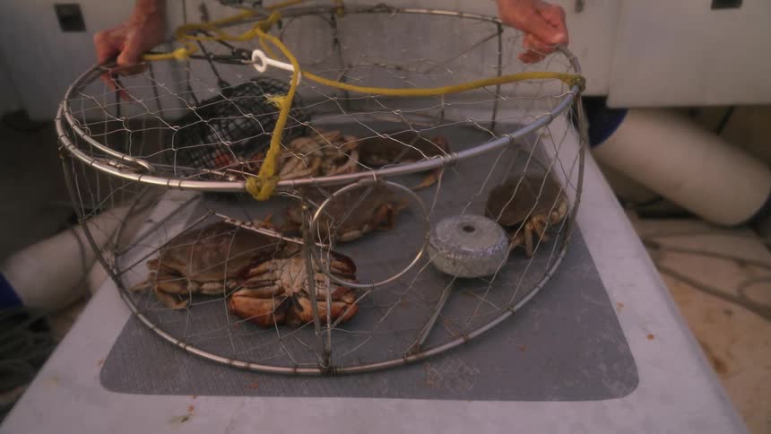 Elderly fisherman recovers a cage filled with crabs from the bottom of a lake at evening