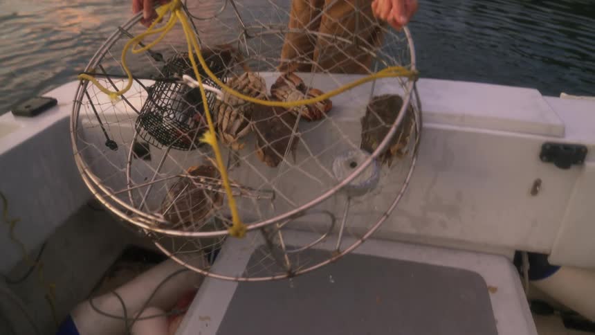 Elderly fisherman recovers a cage filled with crabs from the bottom of a lake at evening