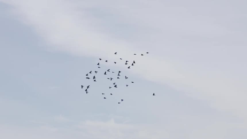 Flock of birds flying above a large building