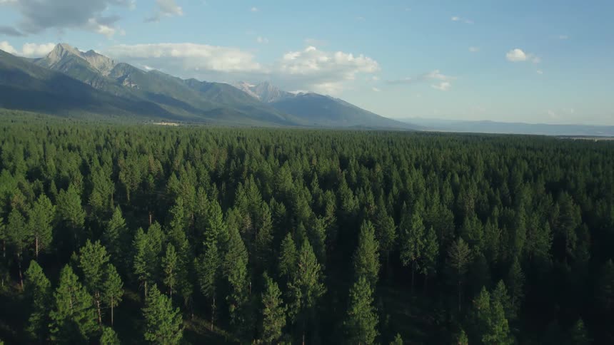 Tall dense trees fill the land below snow capped mountains