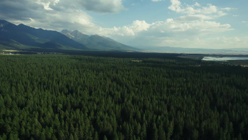 Aerial view of an extensive pine tree forest next to a mountain range in the distance