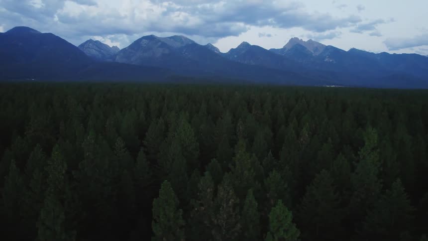 Aerial view an extensive pine tree forest next to the mountains at evening
