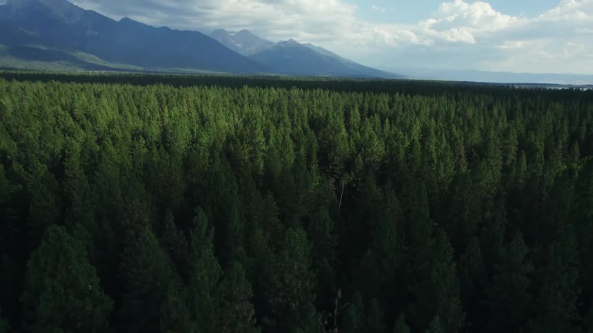 Conifer forest stretches to fog covered mountains on the horizon under an overcast sky