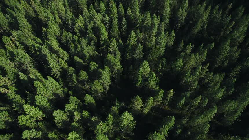 Aerial view of cloud shadows over an extensive pine tree forest