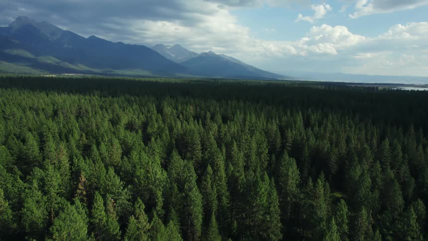 A vast forest covering a mountainous countryside during the day