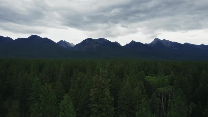 Aerial view an extensive pine tree forest next to the mountains at evening