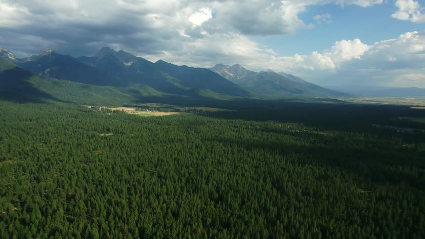 Aerial view of cloud shadows over an extensive pine tree forest next to the mountains