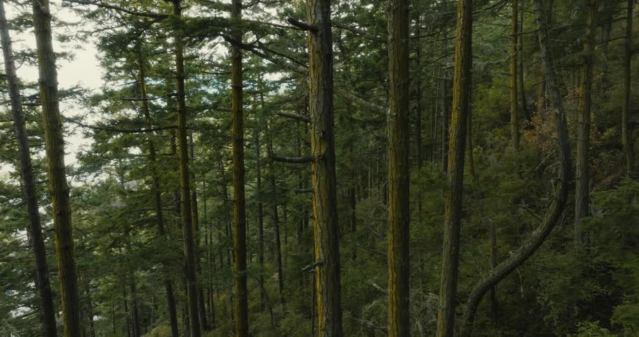Aerial view of tall trees on mountain slope