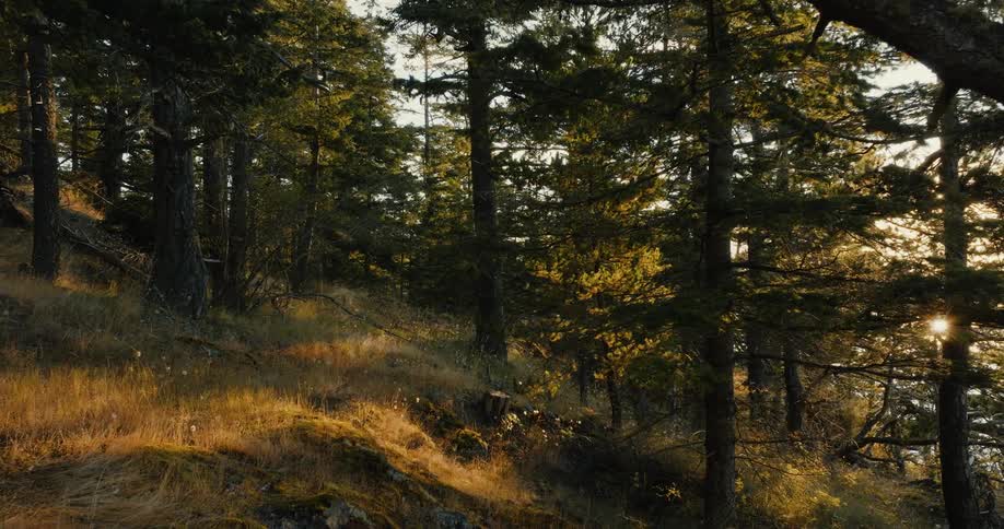 Sunlight filters through the branches of a pine tree forest on the mountains at sunset