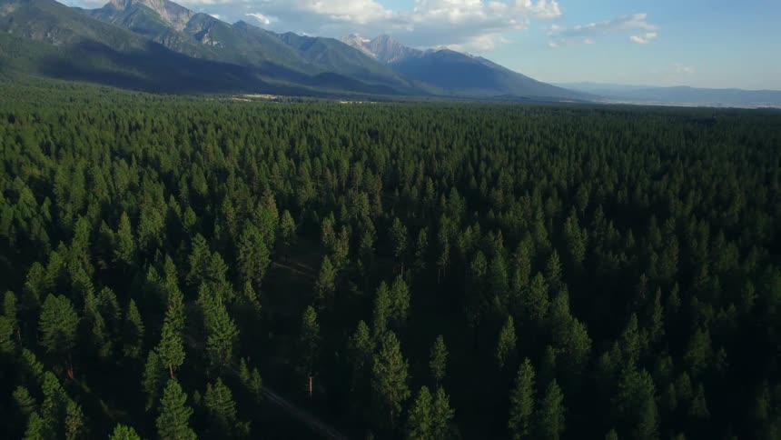 A vast forest covering a mountainous countryside during the day