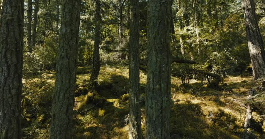 Aerial view of forest with tall trees on hill slope