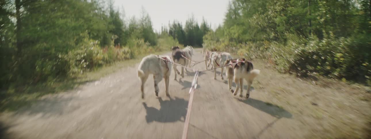 A team of dogs harnessed and roped together run on a dirt trail