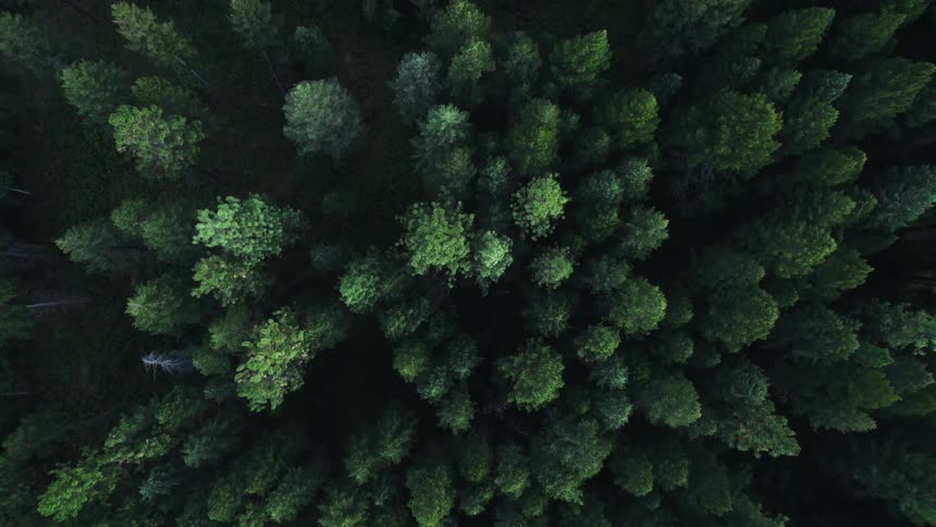 Tall fir trees butt against each other in the woods