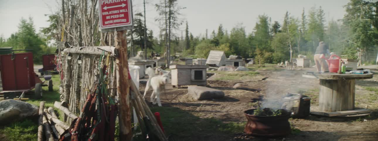 Multiple dogs move around area as man works near large tent