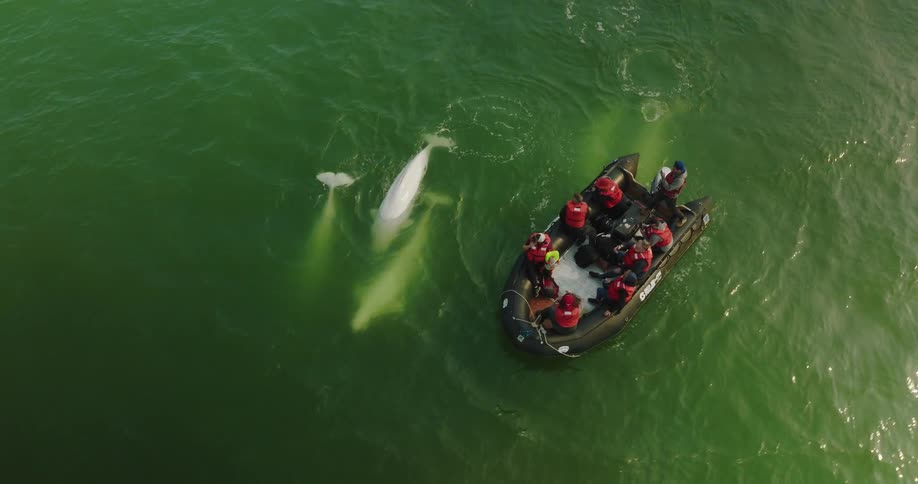 Pale water mammals surface near boat of tourists