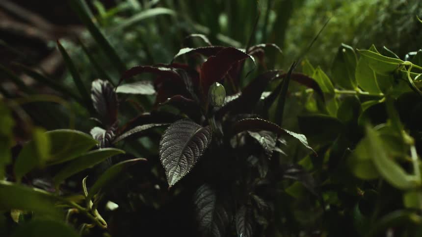 Time lapse view of a plant is displayed