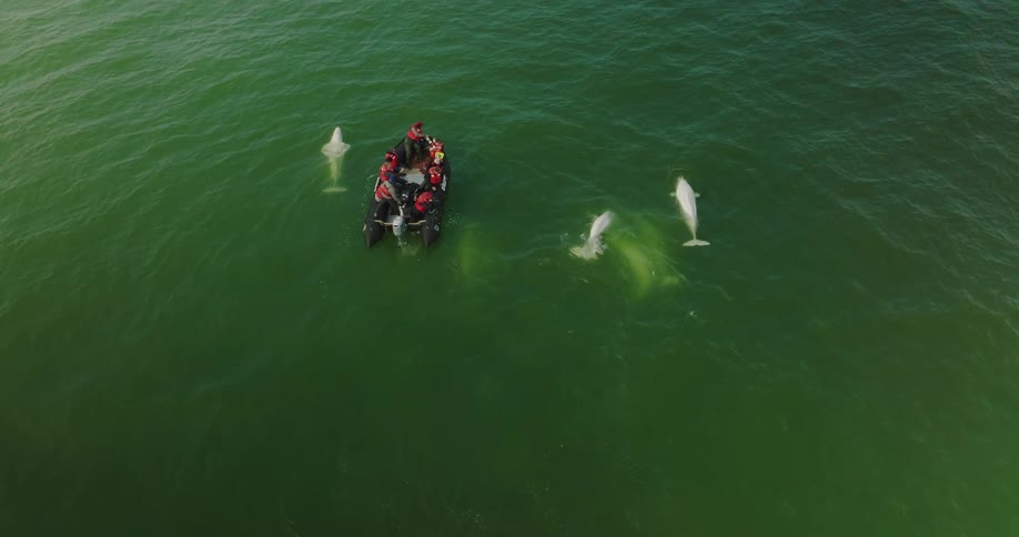 Dolphins swim around people in an inflatable boat in the ocean