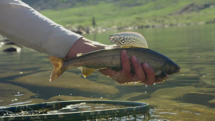 A person is catching fish in a net on the lake