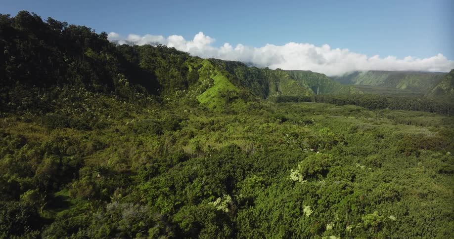 Bushes and trees cover nearly every inch of land in a canyon and valley
