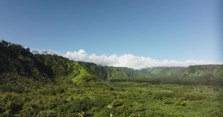 Aerial view of the lush green vegetation of a forest nested in the mountains