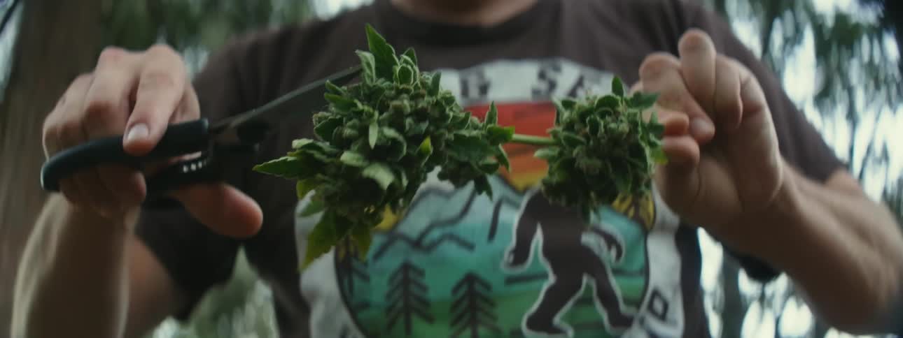 A person is standing outdoors and cutting a plant