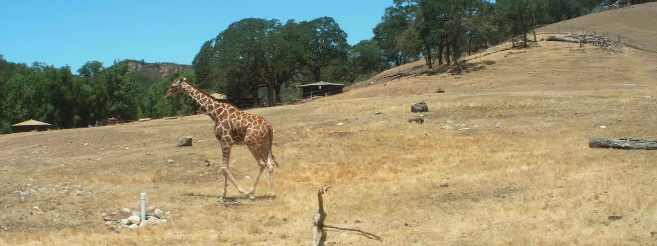 A giraffe walks along the bottom of a hill