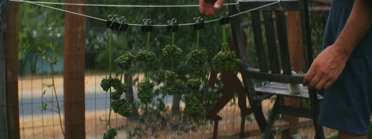A man is hanging drugs on a line to dry