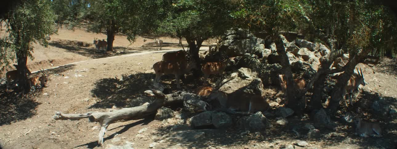 Deer are grazing outdoors in the wilderness