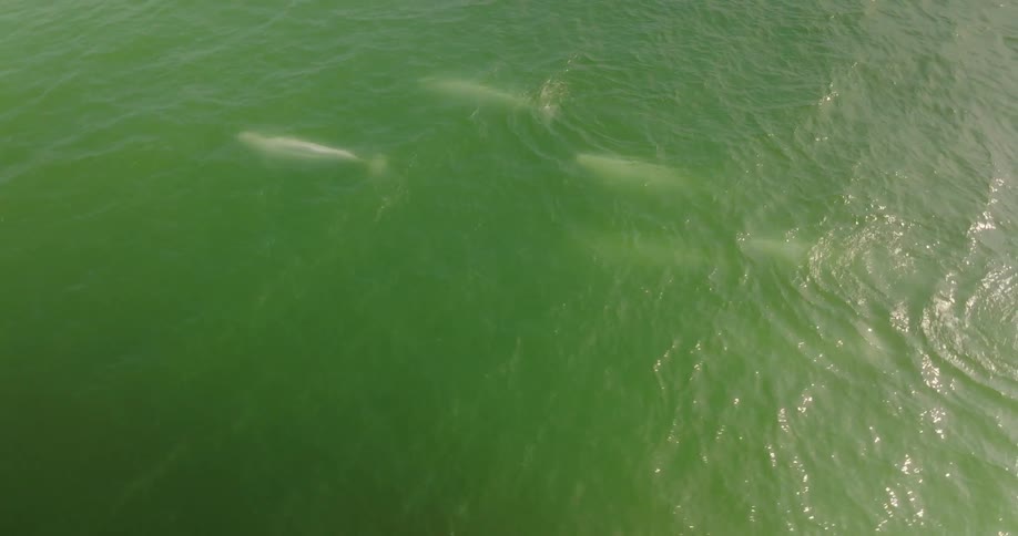 Dolphins swimming in green ocean water