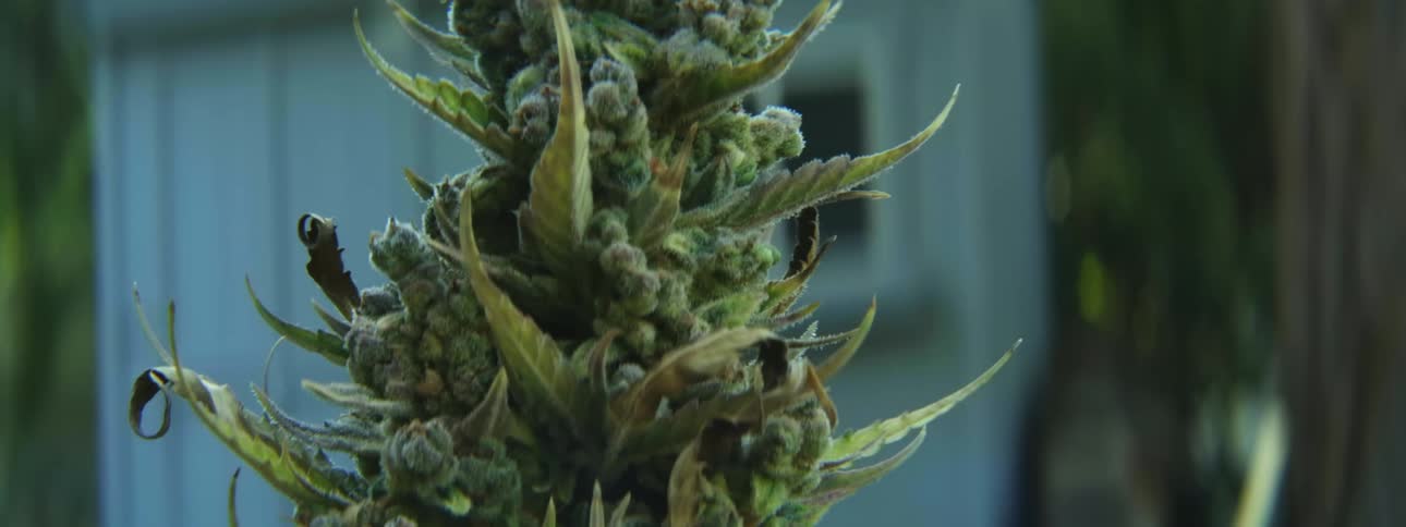 A view of marijuana