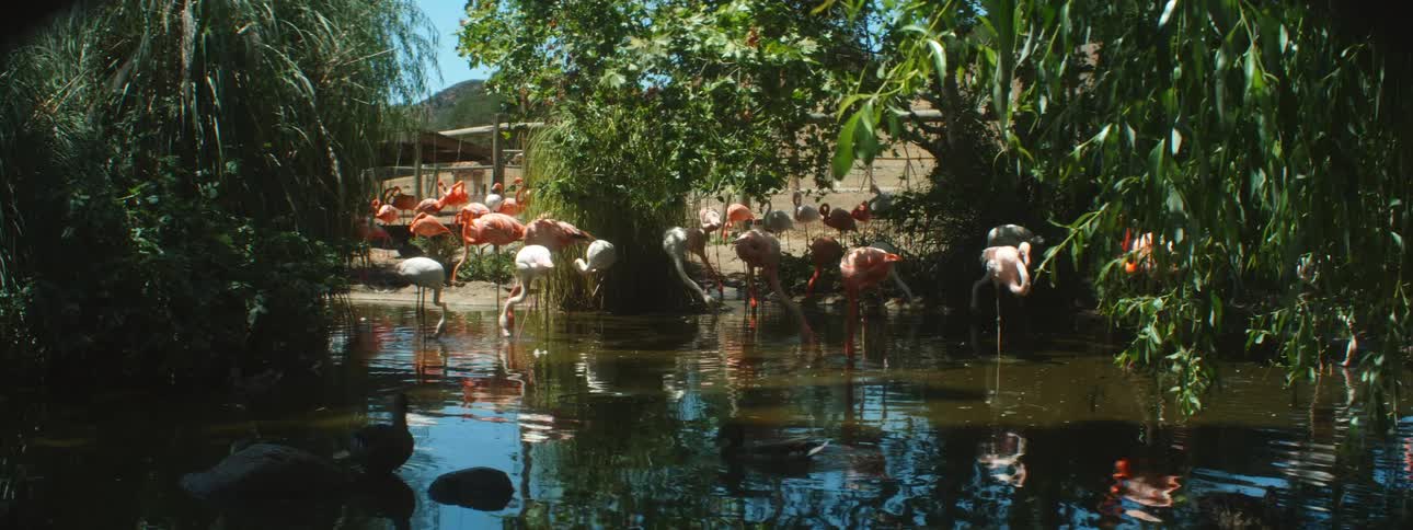 Group of pink and red flamingos feeding on a small pond on a farm