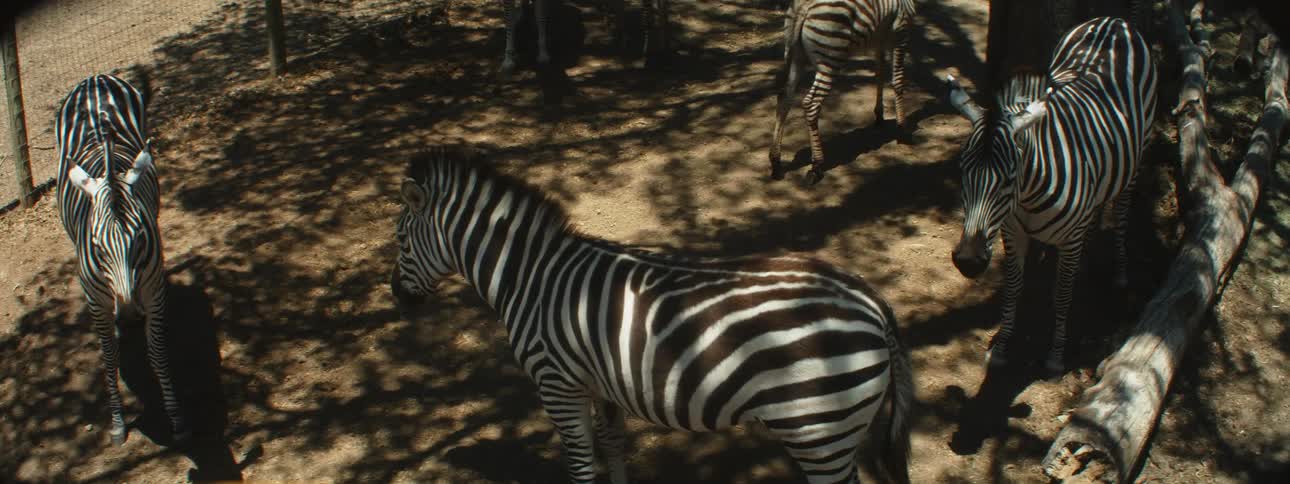 Plains zebras stand in open air cage zoo