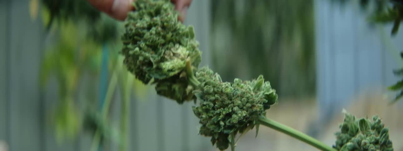 Close up of the hands of a man trimming leafs on cannabis buds with a scissor in the backyard