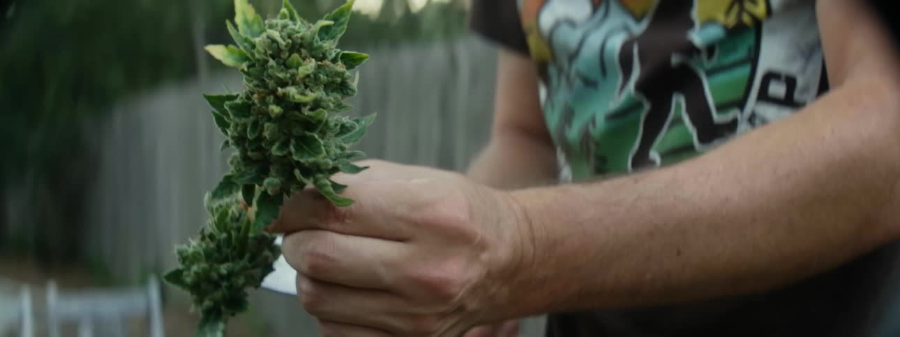 Close up of the hands of z man trimming leafs with a scissor in the backyard