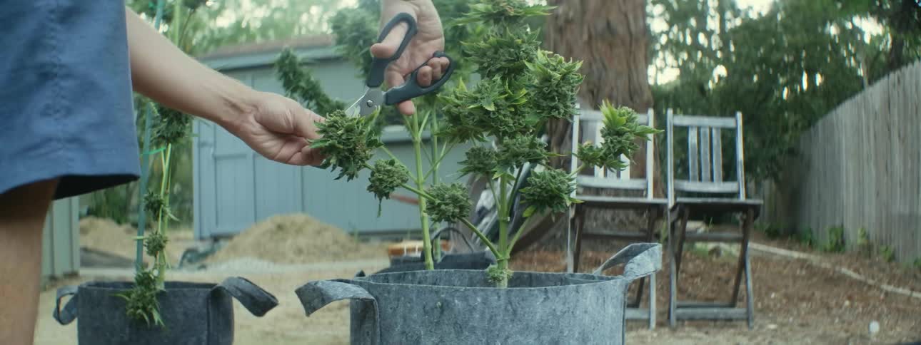 Man stands in backyard trimming leaves off potted plants