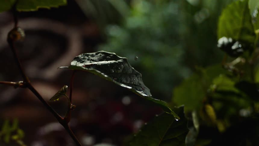 A single drop of water falls on the leaf