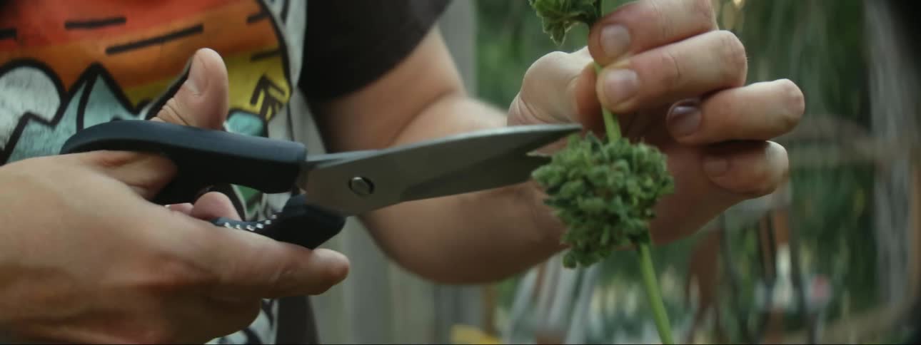 A man clips vegetation