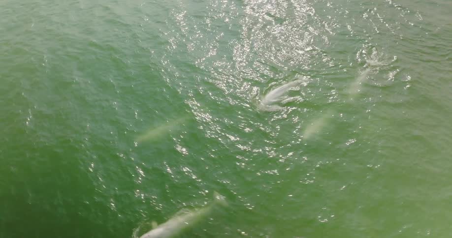 Dolphins are swimming in the ocean water